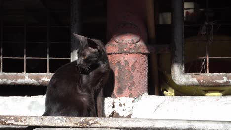 Eine-Schwarze-Katze-Sitzt